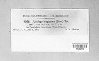 Ustilago filiformis image